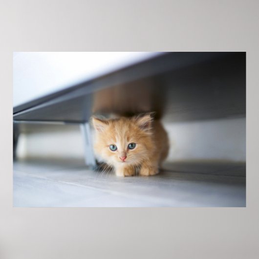 Niedliche Kleintiere | Fluffy Orange Kitten Poster (Vorne)