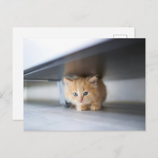 Niedliche Kleintiere | Fluffy Orange Kitten Postkarte (Vorne/Hinten)