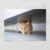 Niedliche Kleintiere | Fluffy Orange Kitten Postkarte (Vorderseite)
