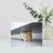 Niedliche Kleintiere | Fluffy Orange Kitten Postkarte (Stehend Vorderseite)
