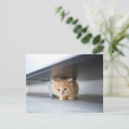 Niedliche Kleintiere | Fluffy Orange Kitten Postkarte (Stehend Vorderseite)