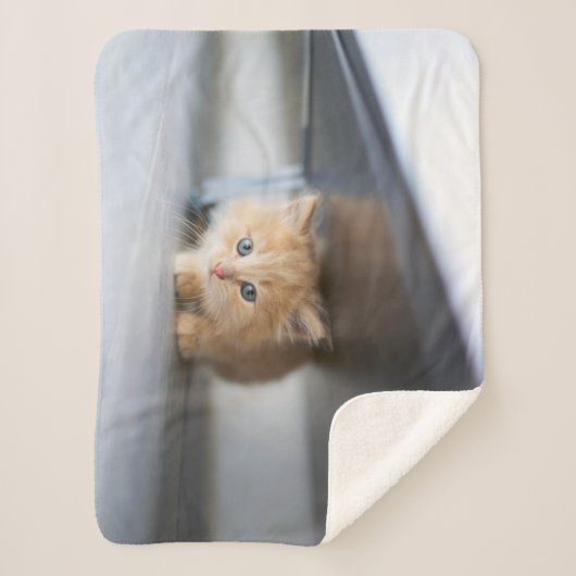 Niedliche Kleintiere | Fluffy Orange Kitten Sherpadecke (Vorderseite)