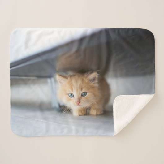 Niedliche Kleintiere | Fluffy Orange Kitten Sherpadecke (Vorderseite (Horizontal))
