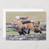 Niedliche Kleintiere | Fox-Jungtiere im Spiel Dankeskarte (Vorne/Hinten)