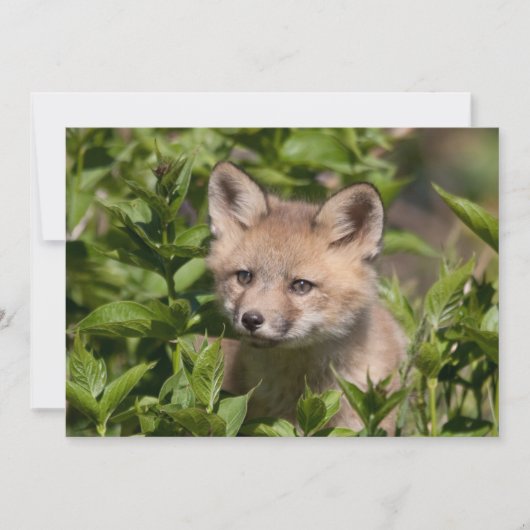 Niedliche Kleintiere | Fox-Kit Dankeskarte (Vorderseite)