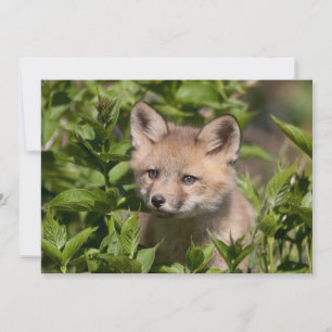Niedliche Kleintiere   Fox-Kit Dankeskarte