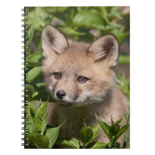 Niedliche Kleintiere | Fox-Kit Notizblock (Vorderseite)