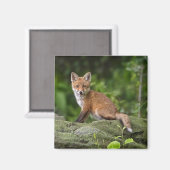 Niedliche Kleintiere | Foxy Smile Magnet (Vorderseite/Rückseite)