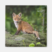 Niedliche Kleintiere | Foxy Smile Magnet (Vorne)