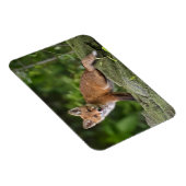Niedliche Kleintiere | Foxy Smile Magnet (Rechte Seite)