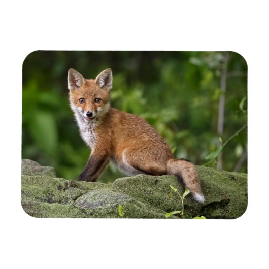 Niedliche Kleintiere | Foxy Smile Magnet (Horizontal)