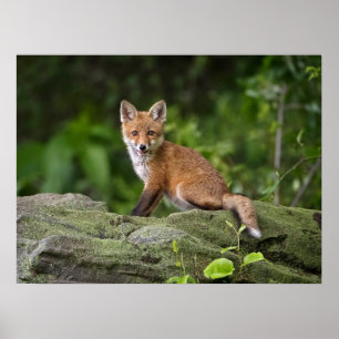 Niedliche Kleintiere Foxy Smile Poster