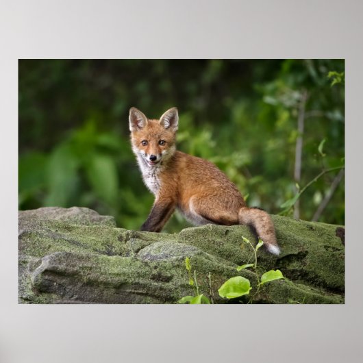 Niedliche Kleintiere | Foxy Smile Poster (Vorne)
