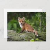 Niedliche Kleintiere | Foxy Smile Postkarte (Vorne/Hinten)
