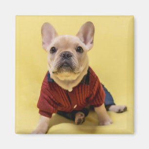 Niedliche Kleintiere Französischer Bulldog Dress Magnet