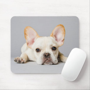 Niedliche Kleintiere   Französischer Bulldog flieg Mousepad