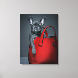 Niedliche Kleintiere Französischer Bulldog in Ha Leinwanddruck