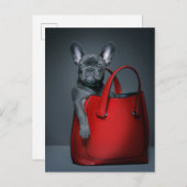 Niedliche Kleintiere | Französischer Bulldog in Ha Postkarte (Vorne/Hinten)