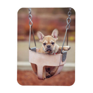 Niedliche Kleintiere   Französischer Bulldog-Playg Magnet