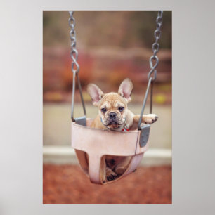 Niedliche Kleintiere Französischer Bulldog-Playg Poster