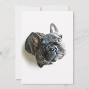 Niedliche Kleintiere   Französischer Bulldogge-Auf Dankeskarte