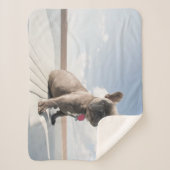 Niedliche Kleintiere | Französisches Bulldog-Boot Sherpadecke (Vorderseite)