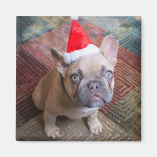 Niedliche Kleintiere   French Bulldog Christmas Magnet
