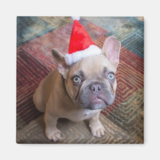 Niedliche Kleintiere | French Bulldog Christmas Magnet (Vorne)