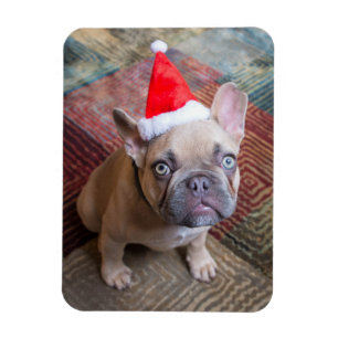 Niedliche Kleintiere   French Bulldog Christmas Magnet