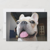 Niedliche Kleintiere | French Bulldog Face Dankeskarte (Vorderseite)