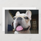 Niedliche Kleintiere | French Bulldog Face Dankeskarte (Vorne/Hinten)