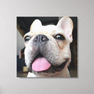 Niedliche Kleintiere French Bulldog Face Leinwanddruck