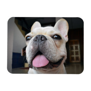 Niedliche Kleintiere   French Bulldog Face Magnet
