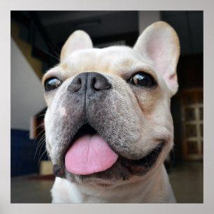 Niedliche Kleintiere   French Bulldog Face Poster