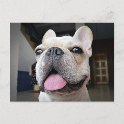 Niedliche Kleintiere | French Bulldog Face Postkarte (Vorderseite)