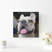 Niedliche Kleintiere | French Bulldog Face Quadratische Wanduhr (Zuhause)