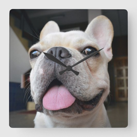 Niedliche Kleintiere | French Bulldog Face Quadratische Wanduhr (Vorderseite)