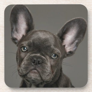 Niedliche Kleintiere   French Bulldog Getränkeuntersetzer