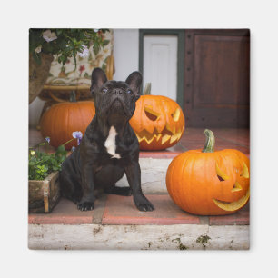 Niedliche Kleintiere French Bulldog Halloween Magnet