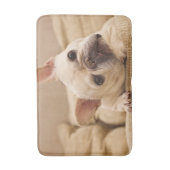 Niedliche Kleintiere | French Bulldog Head Tilt Badematte (Vorderseite Vertikal)