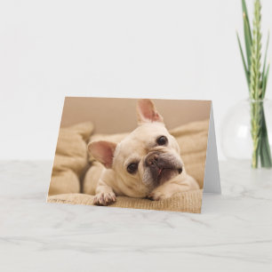 Niedliche Kleintiere   French Bulldog Head Tilt Karte