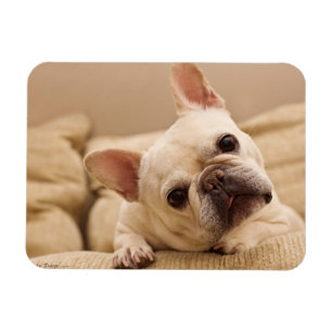 Niedliche Kleintiere   French Bulldog Head Tilt Magnet