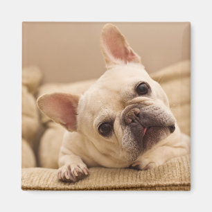 Niedliche Kleintiere French Bulldog Head Tilt Magnet