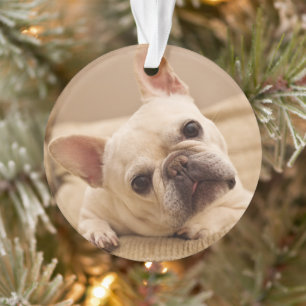 Niedliche Kleintiere French Bulldog Head Tilt Ornament