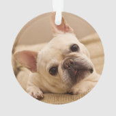 Niedliche Kleintiere | French Bulldog Head Tilt Ornament (Rückseite)