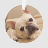 Niedliche Kleintiere | French Bulldog Head Tilt Ornament (Vorderseite)