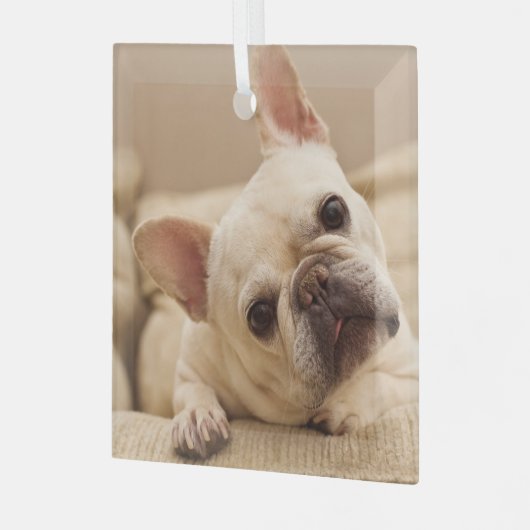Niedliche Kleintiere | French Bulldog Head Tilt Ornament Aus Glas (Vorderseite links)