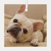 Niedliche Kleintiere | French Bulldog Head Tilt Ornament Aus Glas (Rückseite)