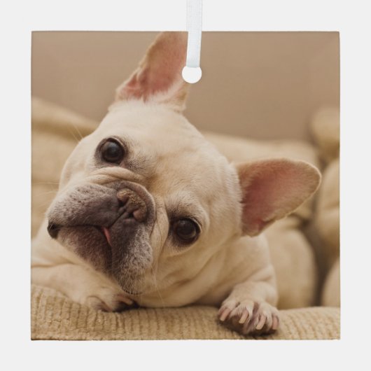 Niedliche Kleintiere | French Bulldog Head Tilt Ornament Aus Glas (Rückseite)