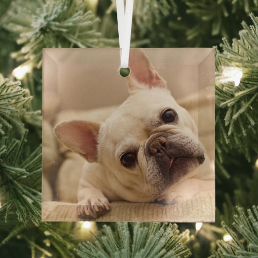 Niedliche Kleintiere | French Bulldog Head Tilt Ornament Aus Glas (Insitu)